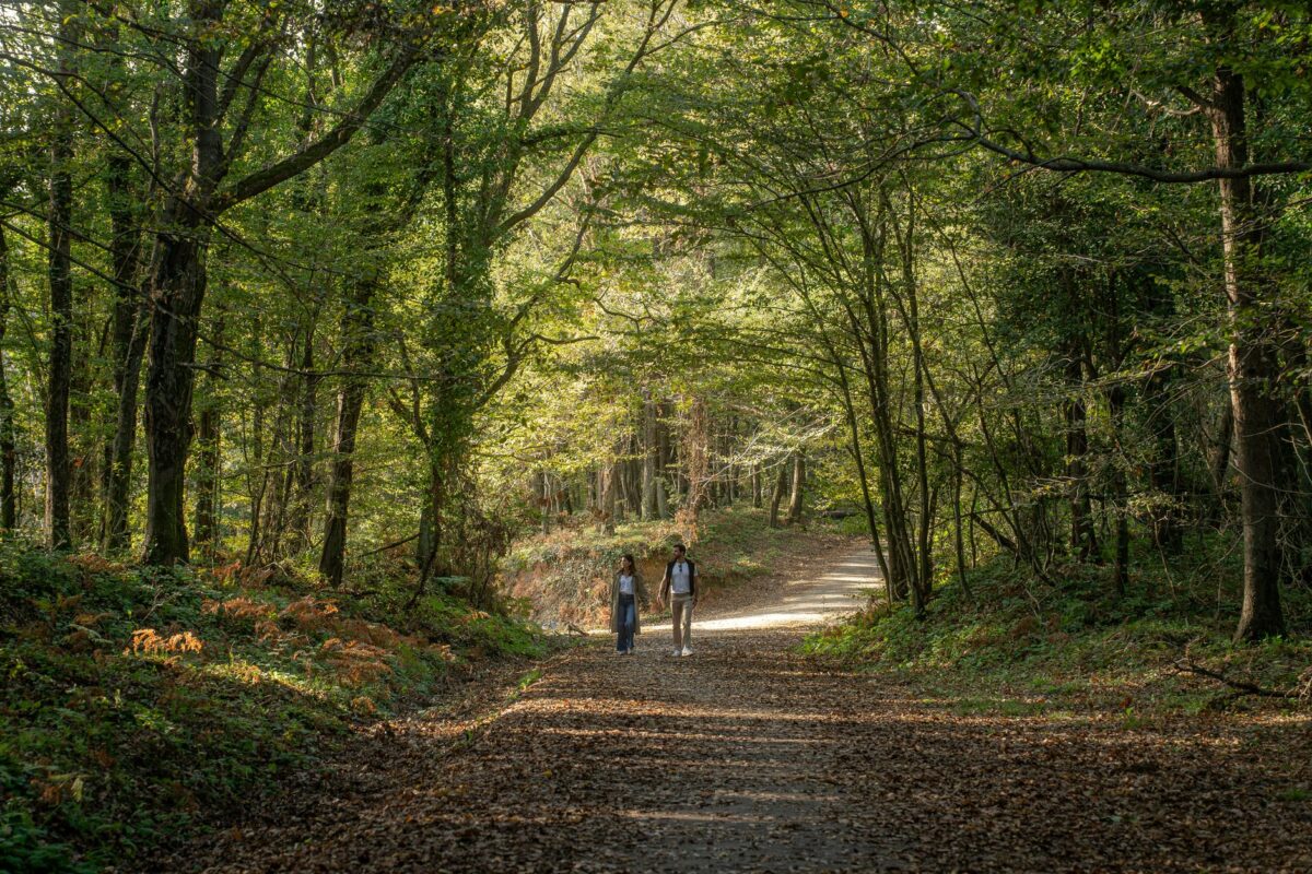 forest date sortie